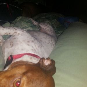 Meet your Posher, Abel